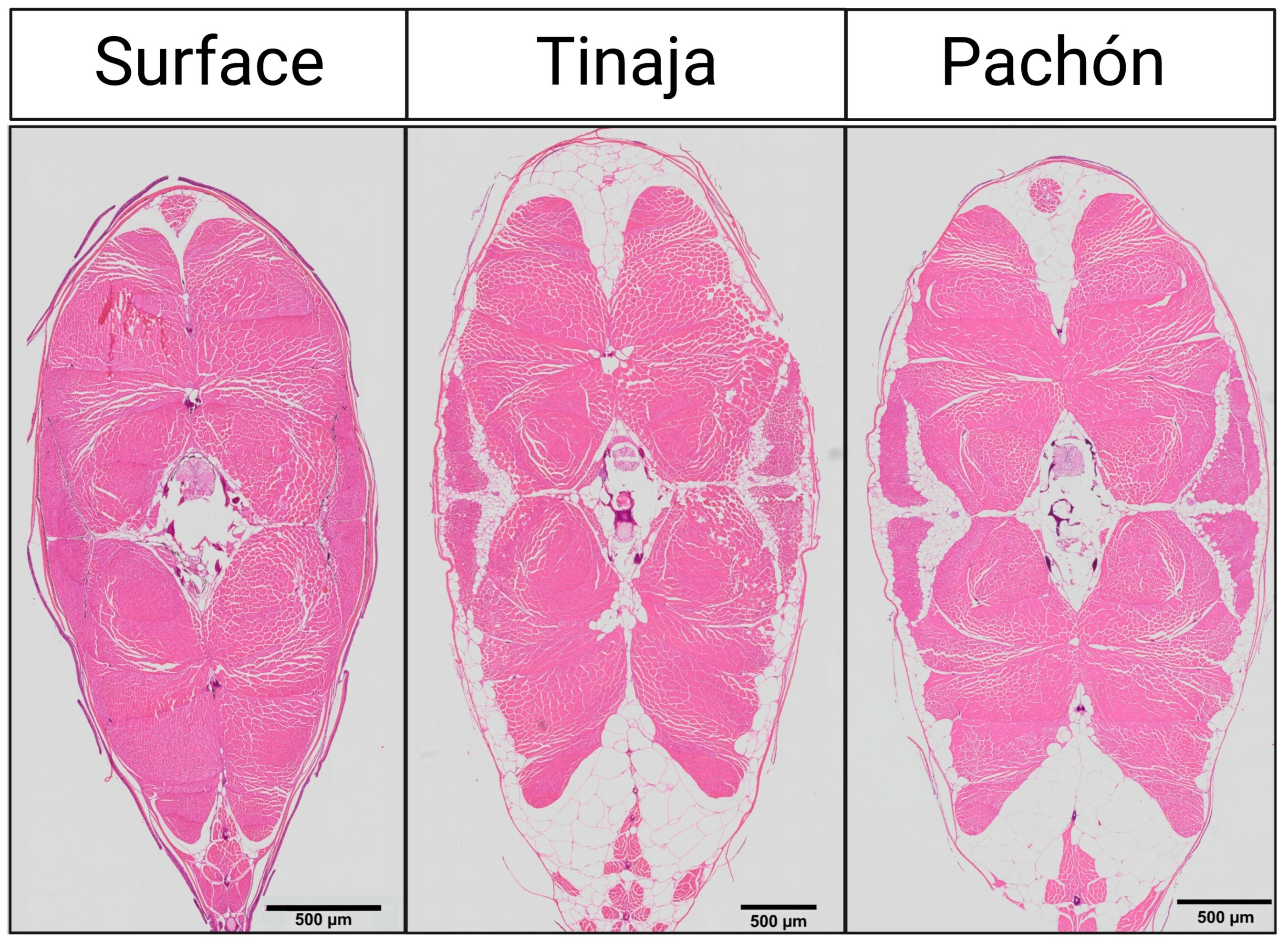 Cross section of muscle cells for surface fish and cavefish from the Pachón and Tinaja caves. Muscle fibers are depicted in pink and fat deposits are in white.