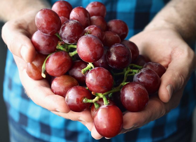 Close-up of man holding red grapes on his hands