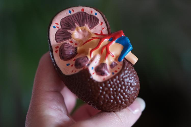 Model of a kidney