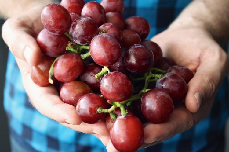 Close-up of man holding red grapes on his hands